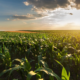 A field of corn glowing in the sun.