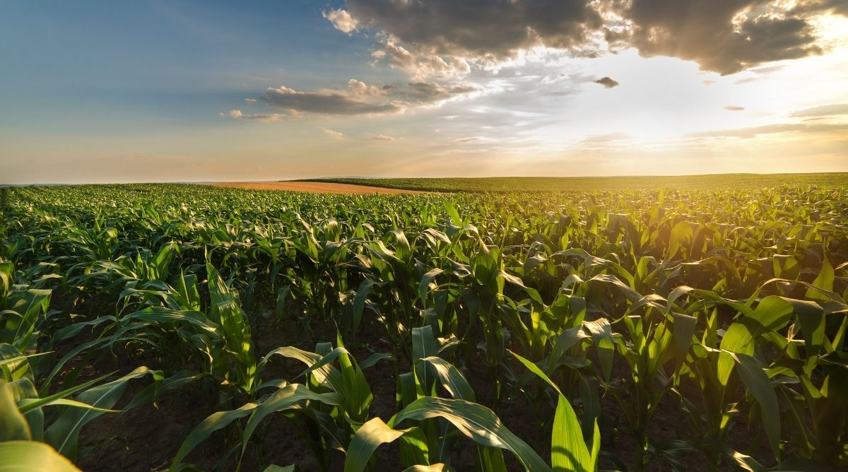 A field of corn glowing in the sun.
